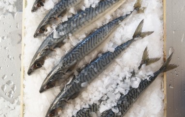 Oil anchovies Cetara