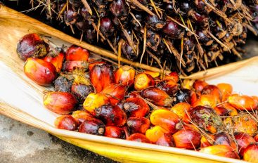 ¿Por qué es malo el aceite de palma?